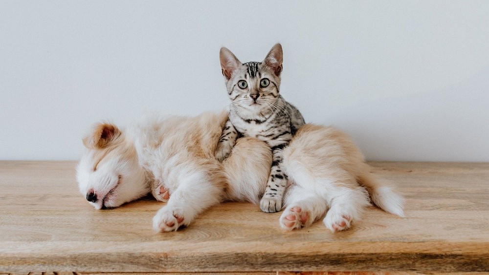 Striped cat stares at camera leaning on puppy sleeping